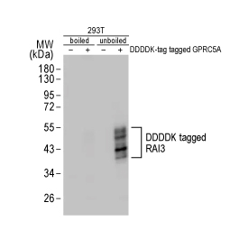 RAI3 antibody [HL1864] (GTX637589)